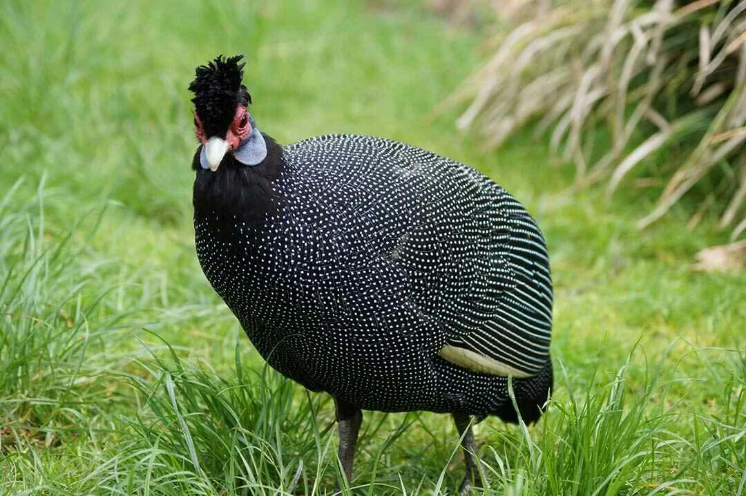 Crested Guineafowl